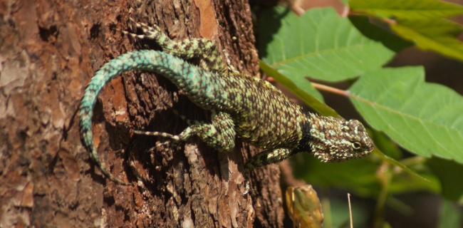 foto:Alejandro David Velasco Reyes  - lo hecho en México