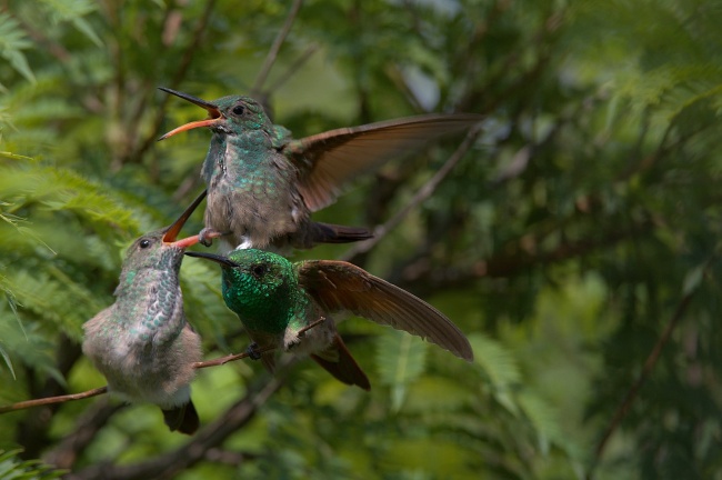 foto:Juan Pablo Fonseca Amaro  - lo hecho en México