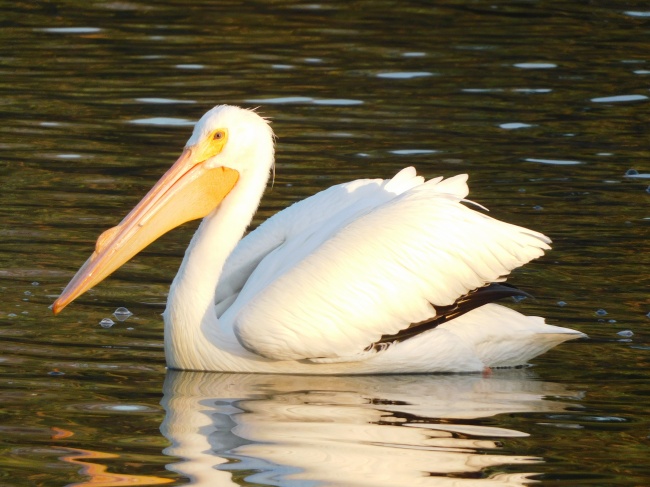 foto:Jesús Johann Mérida Méndez   - lo hecho en México