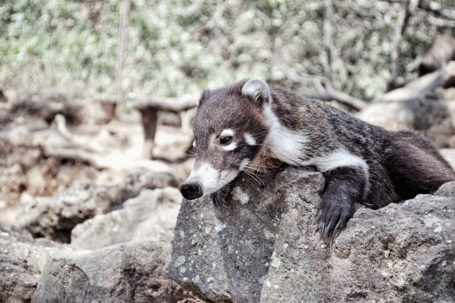 foto:Diego Ibarra Lazcano  - lo hecho en México