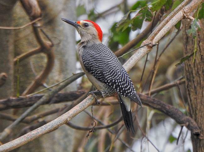 foto:Eduardo Torres Aguilera  - lo hecho en México