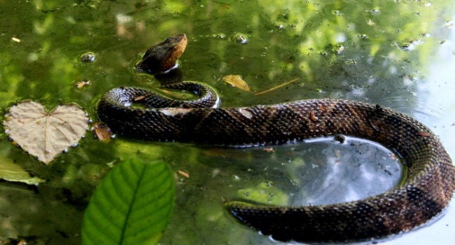 foto:Eduardo Joel Altunar Cruz   - lo hecho en México