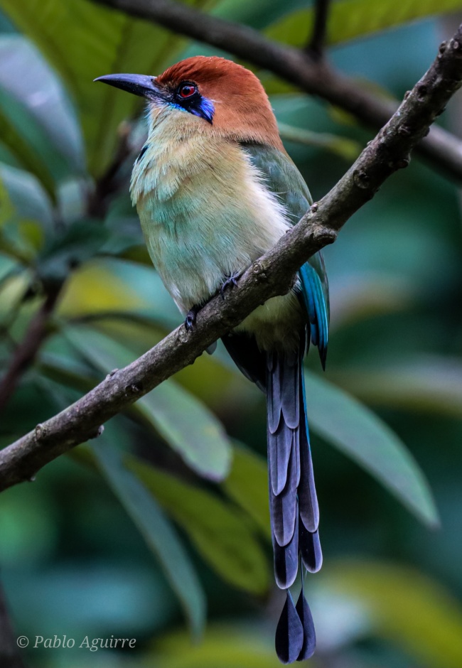 foto:Juan Pablo Aguirre Gutierrez   - lo hecho en México