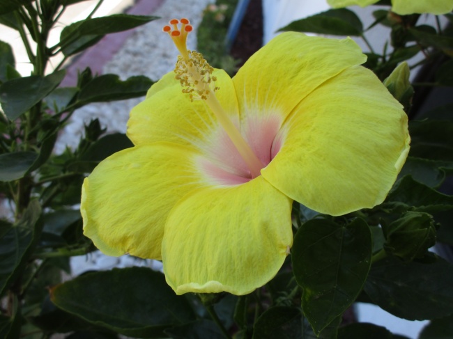 foto:Kimberly Manueely Alvarez Orozco  - lo hecho en México