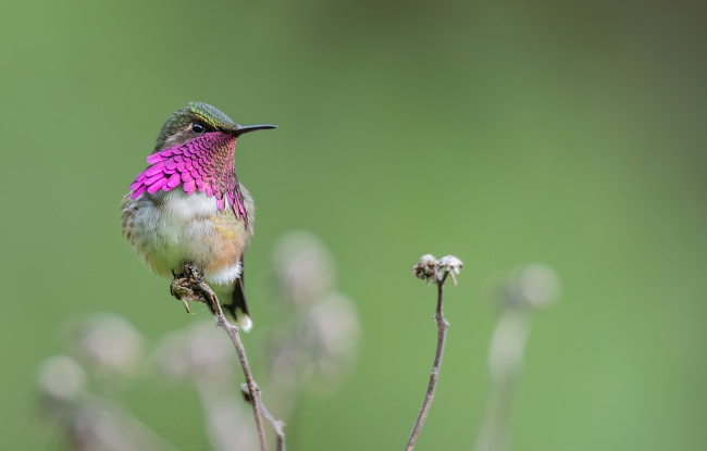 foto:AUGUSTO SERGIO ZAPATA DOMINGUEZ  - lo hecho en México