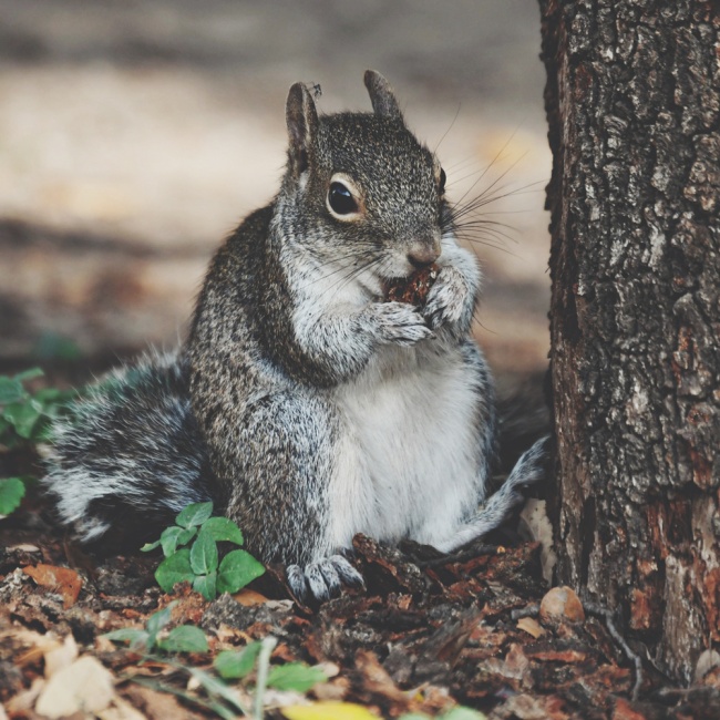 foto:José Francisco Rangel Torres  - lo hecho en México