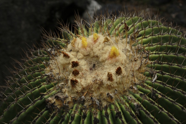 foto:Rodrigo Millán Flores   - lo hecho en México