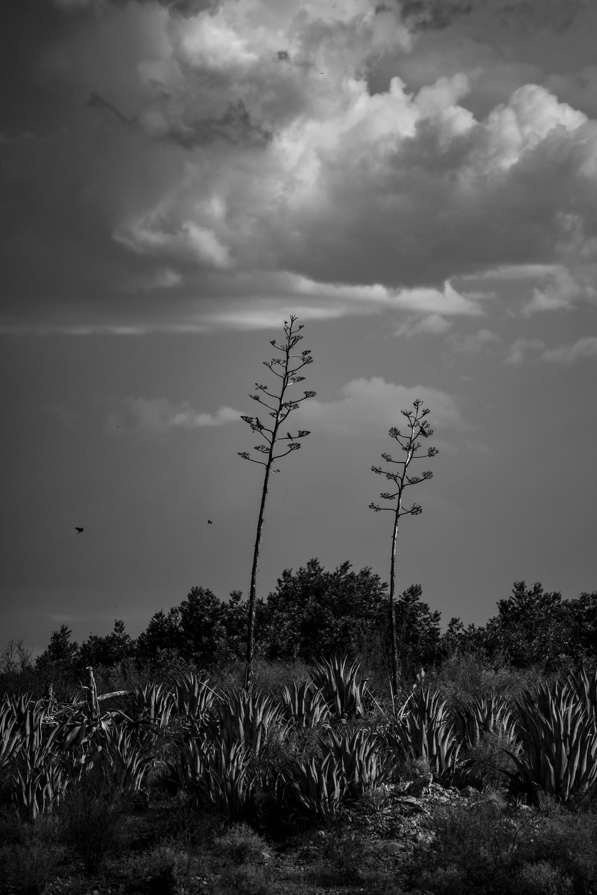 foto:armando gerardo chaparro calderon  - lo hecho en México