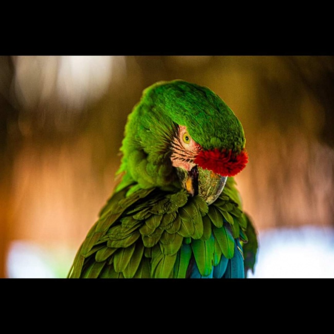 foto:Eric Reynier Lechuga   - lo hecho en México
