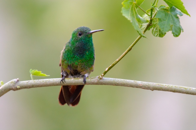 foto:Ramón Eduardo Estrada García   - lo hecho en México