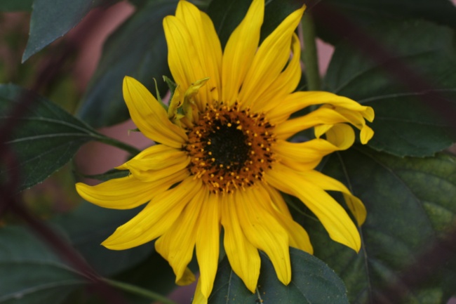 foto:Abraham Keller Eluani  - lo hecho en México