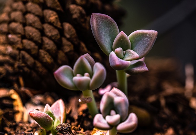 foto:Héctor Ruiz Cabrera   - lo hecho en México
