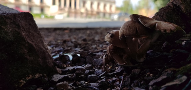 foto:Dafne Gabriela Alejandra Castro Alcala  - lo hecho en México