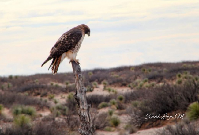 foto:Raúl Loya Martínez  - lo hecho en México