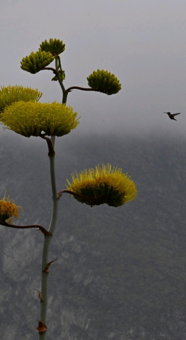 foto:Sergio  Hernandez Villalobos  - lo hecho en México