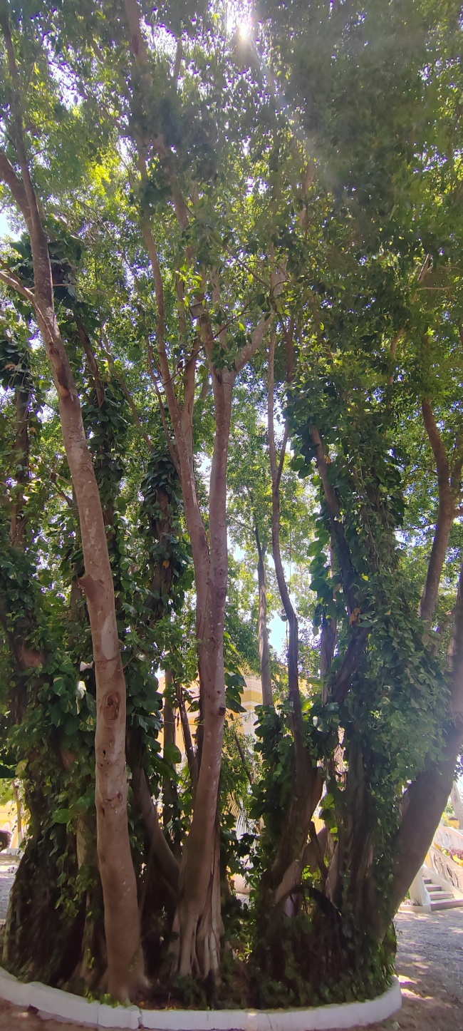 foto:Gloria Isis Viniegra Cabrera  - lo hecho en México