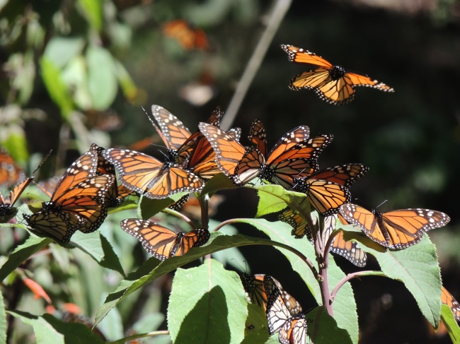 foto:Julio Alberto Espino Rueda - lo hecho en México