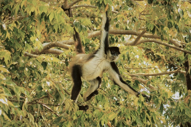 foto:Paola Adriana Mendoza Feria  - lo hecho en México