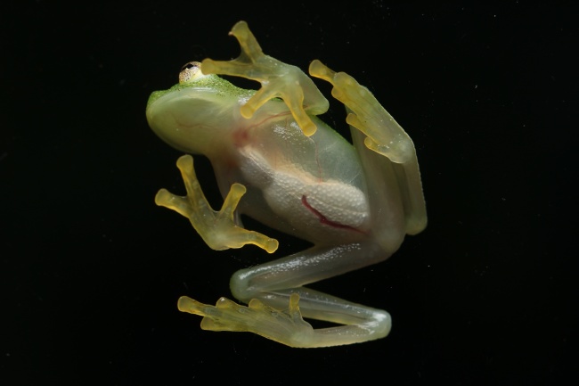 foto:Valdir de Jesús Pérez Santos  - lo hecho en México