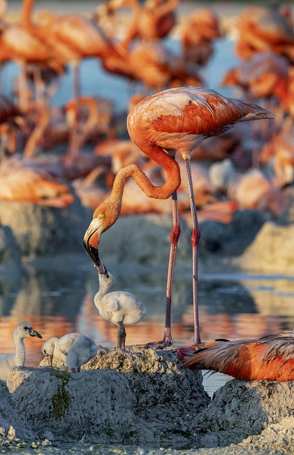foto:Claudia Rojas Garcia Travesi  - lo hecho en México