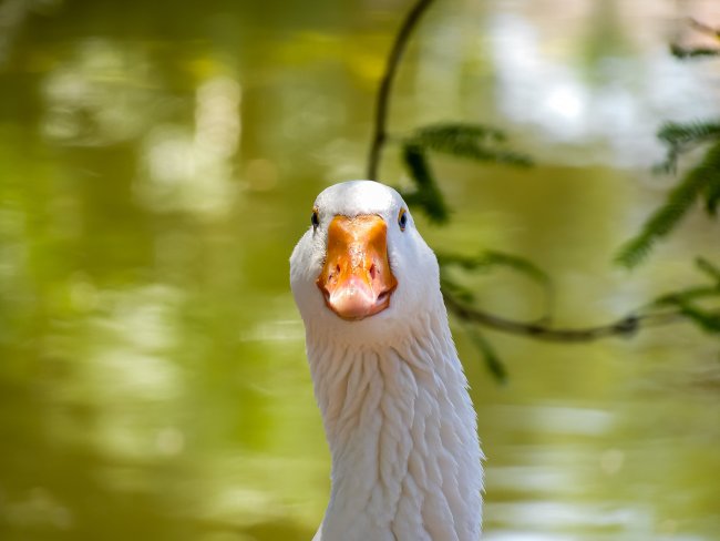 foto:Karla Gabriela Ocampo Aguilera  - lo hecho en México