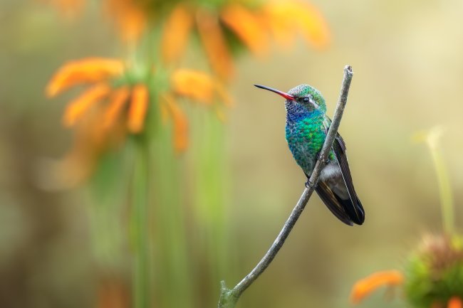foto:Emilio Antonio Tinoco Mateos  - lo hecho en México