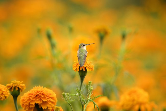 foto:Jonathan Muró  - lo hecho en México