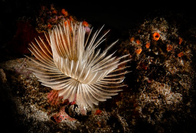 foto:Gigi Mizrahi  - lo hecho en México