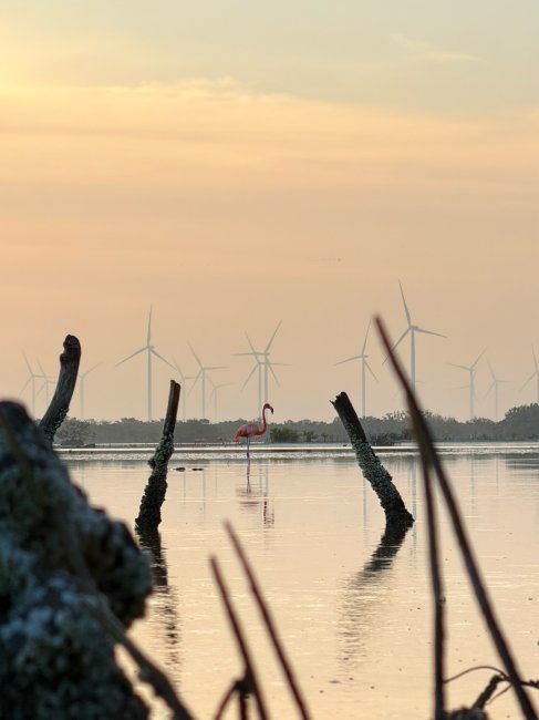 foto:DENISSE MAYRENI BELTRAN CETINA  - lo hecho en México