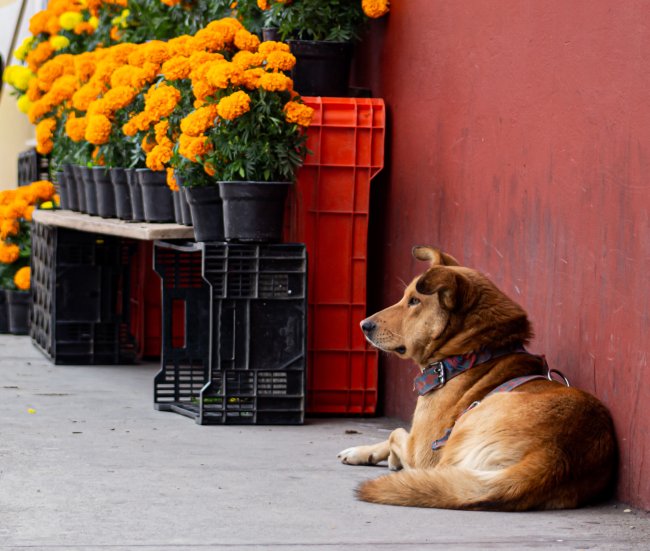 foto:Aarón Tapia García   - lo hecho en México