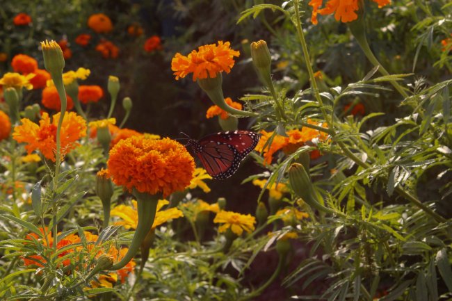 foto:Diana Sofía Gutiérrez Monsivais   - lo hecho en México