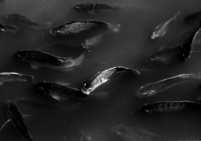 foto:Joselito Mojica Salvador   - lo hecho en México