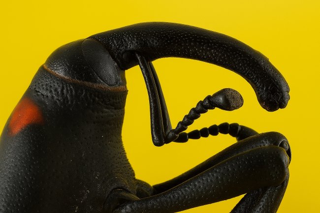 foto:Gerardo Olguin villanueva  - lo hecho en México