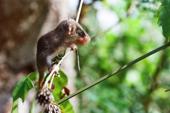 foto:Raul Yuself Poblano Arenas   - lo hecho en México