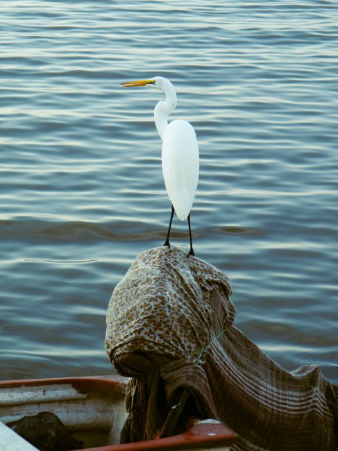 foto:Edgar Gael Plazola Magallon  - lo hecho en México