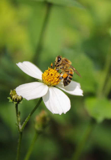 foto:Diego Emanuel Sánchez Ríos   - lo hecho en México