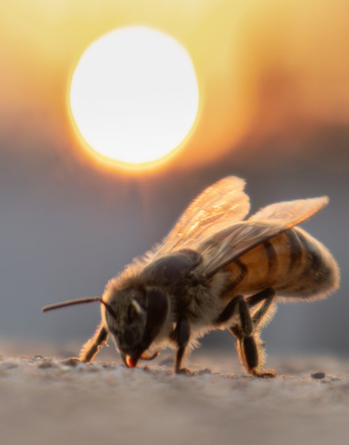 foto:José Francisco Esqueda Martínez   - lo hecho en México
