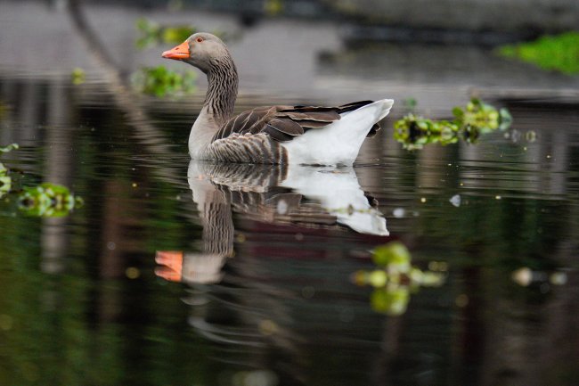 foto:Martin Montero Torres  - lo hecho en México