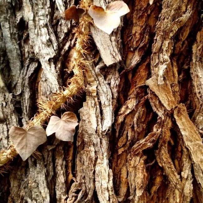 foto:Alfonso Rivera Bustamante   - lo hecho en México
