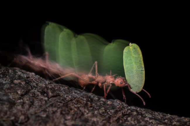 foto:Edgar Alvarado Rodríguez  - lo hecho en México