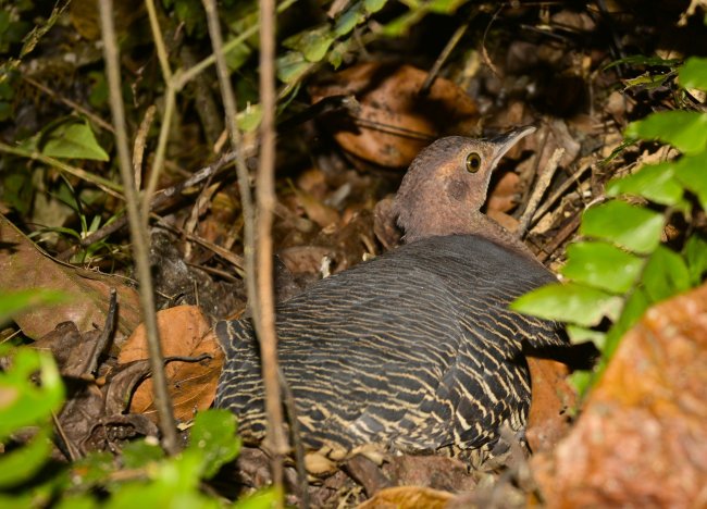 foto:José Abraham Esperón Herrera  - lo hecho en México