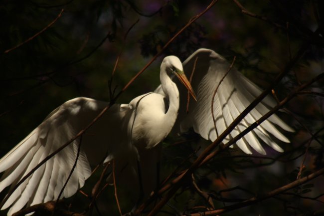 foto:Joaquin Garzafox Calles  - lo hecho en México