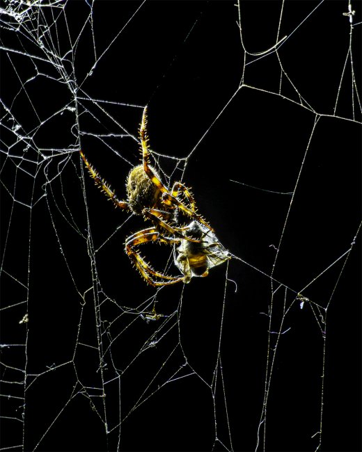 foto:Gerardo Castro Aguilar  - lo hecho en México