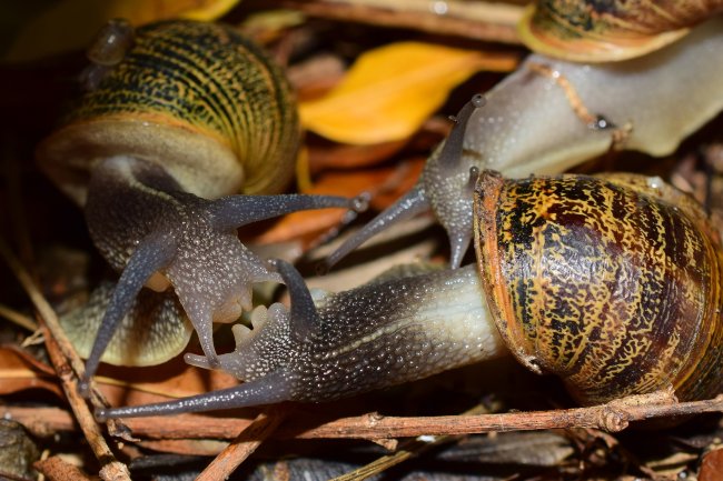 foto:Cristian Gerardo de Lira Rosales  - lo hecho en México