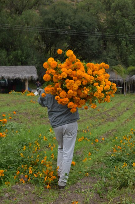foto:Noemi Dolores Robles  - lo hecho en México