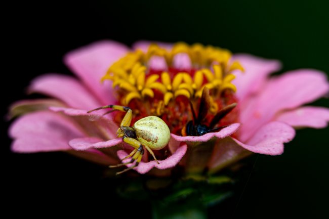 foto:Isaias Barrientos Vasquez  - lo hecho en México