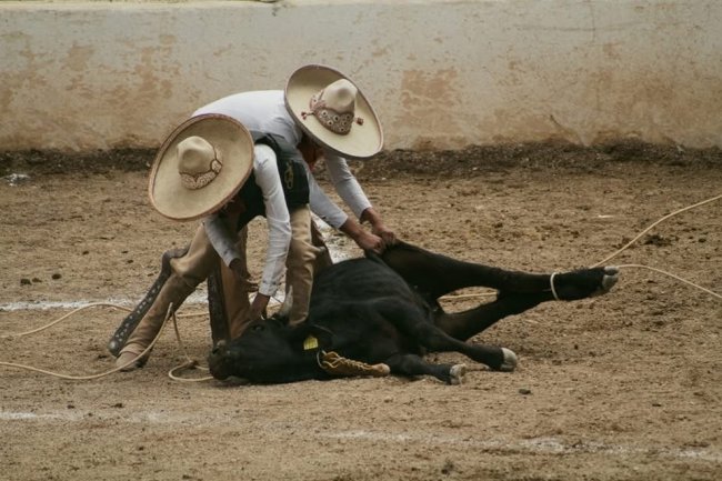 foto:Elia Gabriela Tovar Haro   - lo hecho en México