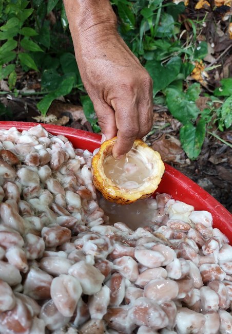 foto:Georgina Gamas de la Fuente  - lo hecho en México