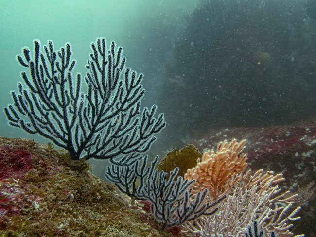 foto:Pedro Manuel Carvallo Ponce - lo hecho en México