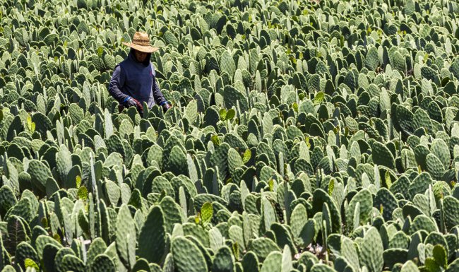 foto:Fabiola Marina Sáenz Cózar  - lo hecho en México